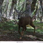 Chile integra plataforma mundial colaborativa para monitoreo de fauna nativa