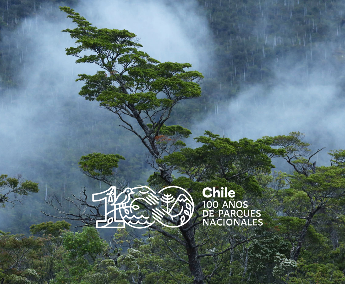 Campaña conmemora los 100 años de parques nacionales y pone en valor las áreas protegidas de Chile